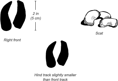 Warthog Tracks - Common Warthog (484x326), Png Download