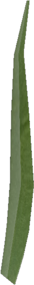 Once I Had A Clump I Duplicated It To Have A Lawn, - Grass (800x600), Png Download