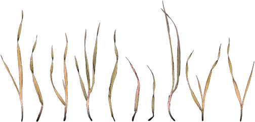 Grass - Grasses (504x241), Png Download