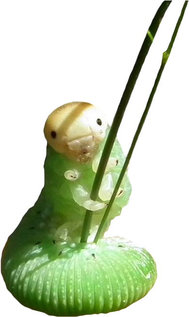 Download Original - Caterpillar Holding Grass (544x720), Png Download