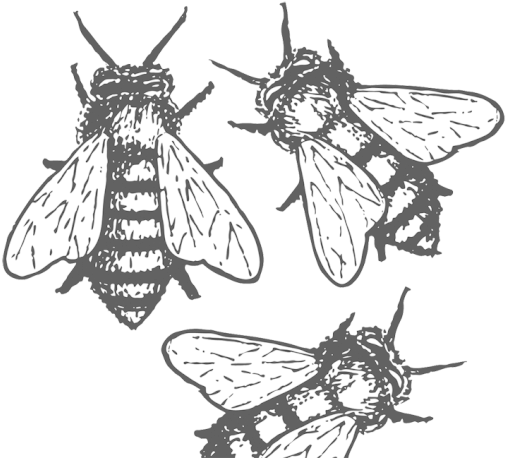 Halfway Down The Garden Path, I Hear The Lone Buzz - Illustration (657x466), Png Download