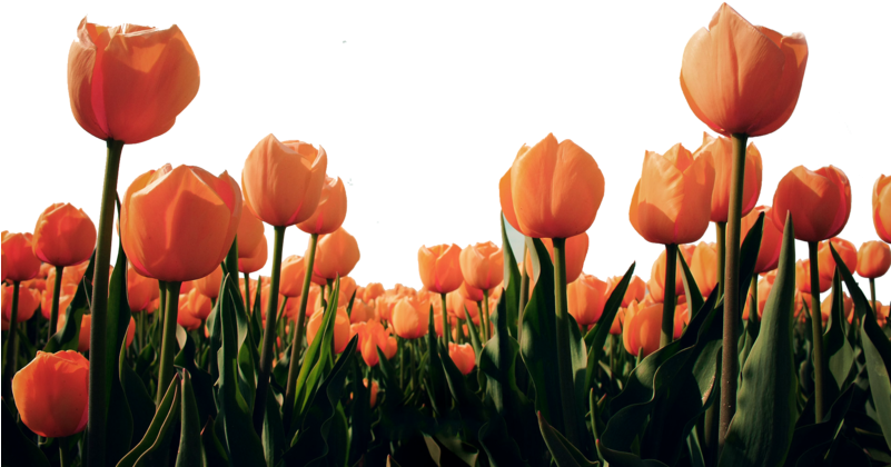 Tulipee-2 - Look For The Miracle In All Things (800x426), Png Download