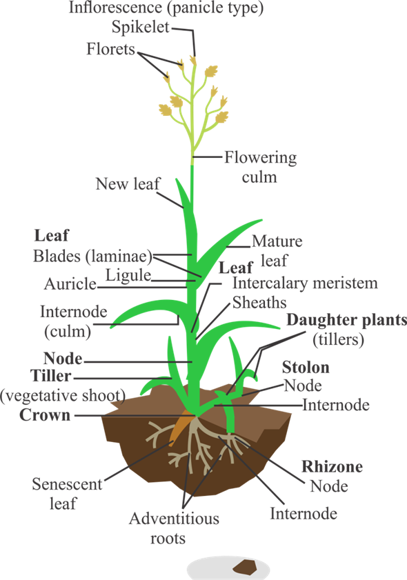 D - \24 - 10 - 2016\jayesh\1 - Portable Network Graphics (590x841), Png Download