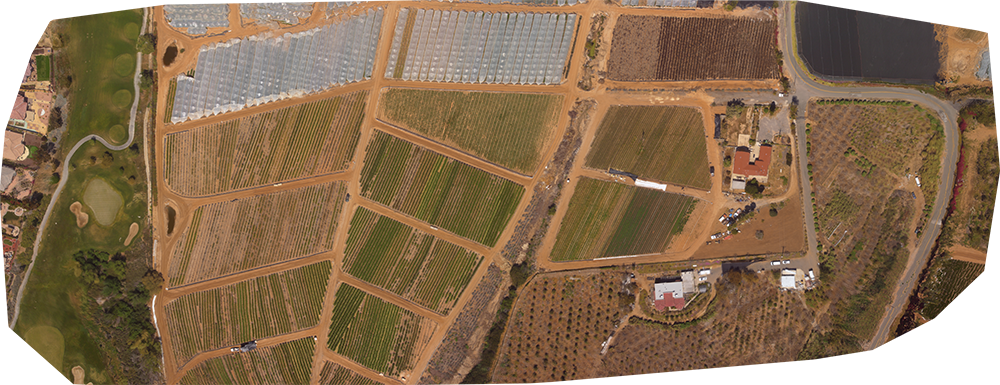 Flower Field 2 - Aerial Photography (1000x385), Png Download