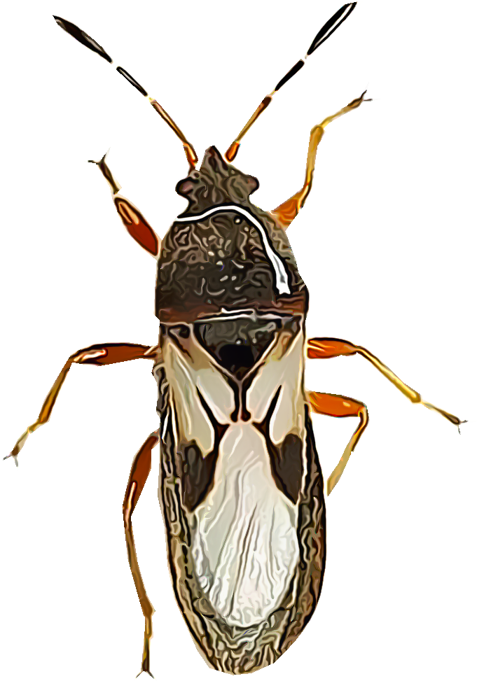Chinch Bugs Are Major Pests Of Turf Grasses - Chinch Bug (1000x1000), Png Download