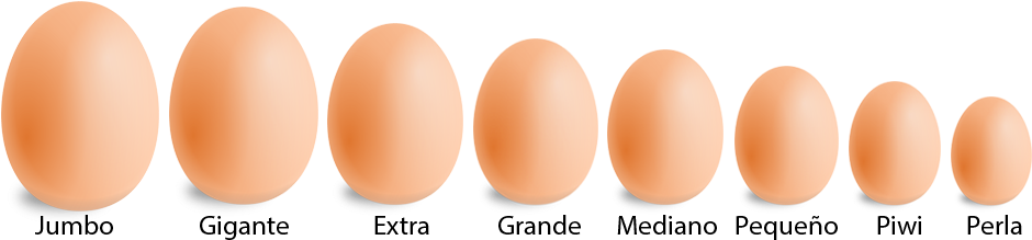 Tamaños, Mínimo, Máximo, Medida - Tamaños De Los Huevos (990x300), Png Download