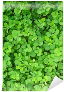Clover (400x400), Png Download