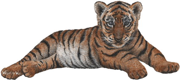 Tiger Cub Jungle Animals Wall Decal Sticker - Walls Of The Wild Cubs Combo Pack (600x600), Png Download