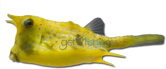Longhorn Cowfish - Cowfish Transparent (648x350), Png Download