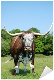 Vaca Con Cuernos Grandes (400x400), Png Download