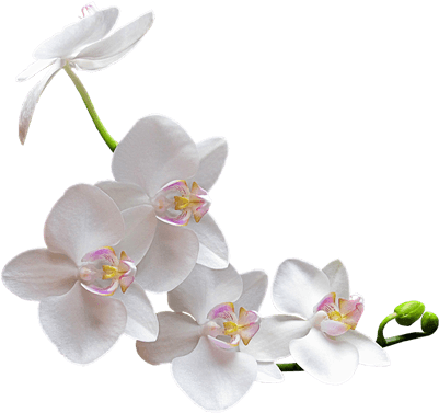Orquídea Blanca - White Orchid Transparent Background (400x400), Png Download