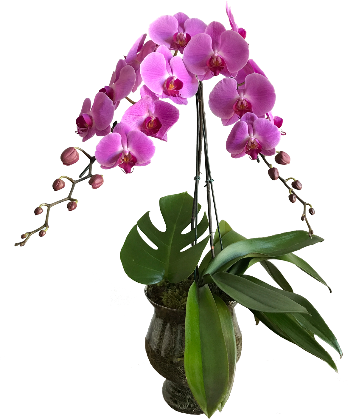 Orquídeas Vaso De Vidro - Vaso Orquidea Png (1235x1500), Png Download