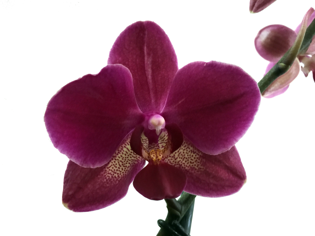 Orquideas Phalaenopsis - Solo Orquideas (1024x768), Png Download