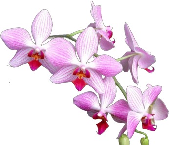 Orquídeas Psd - Lagune Opal Dangle Earrings, Pink Purple Glass Drop (400x300), Png Download