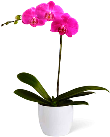 Orquídea Rosa - Orchid On Vase Png (521x521), Png Download