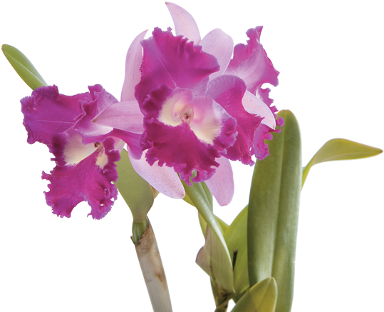 Ahora Bien, Si Deseas Congraciar Espacios Exteriores - Orquidea Cattleya Png (570x444), Png Download