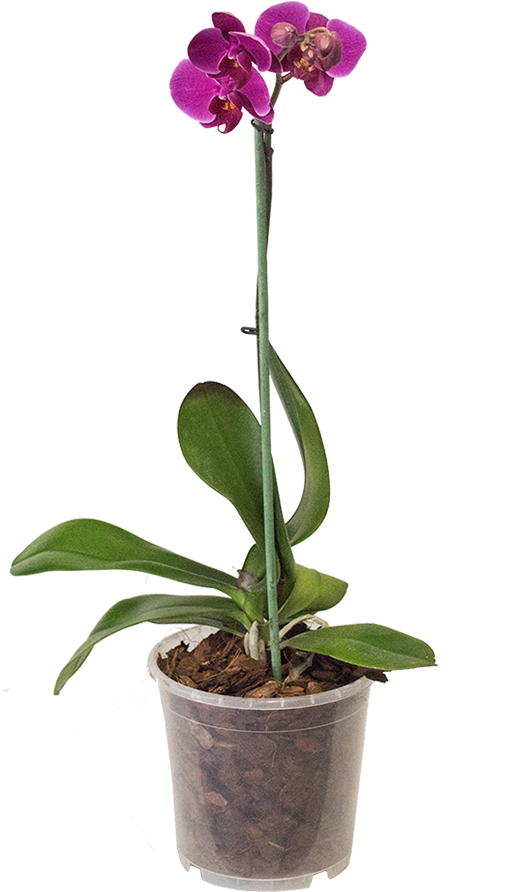 Orchid - Maceta De Orquideas Moradas (1000x1000), Png Download