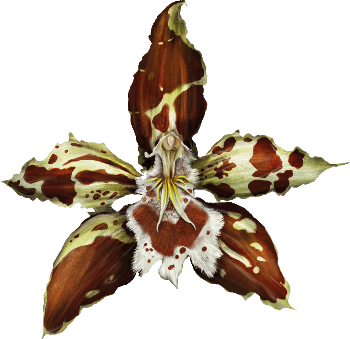 Flor De Bogotá - Orchids (1181x1181), Png Download