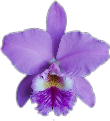 Orchids (355x393), Png Download