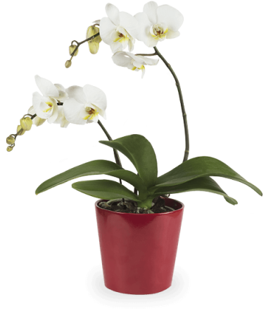 Sonrisa Brillante - Orchidea Bianca Png (480x480), Png Download