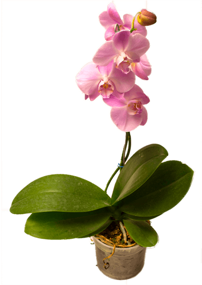 Orquídea Phallaenopsis - Orchids (1024x575), Png Download
