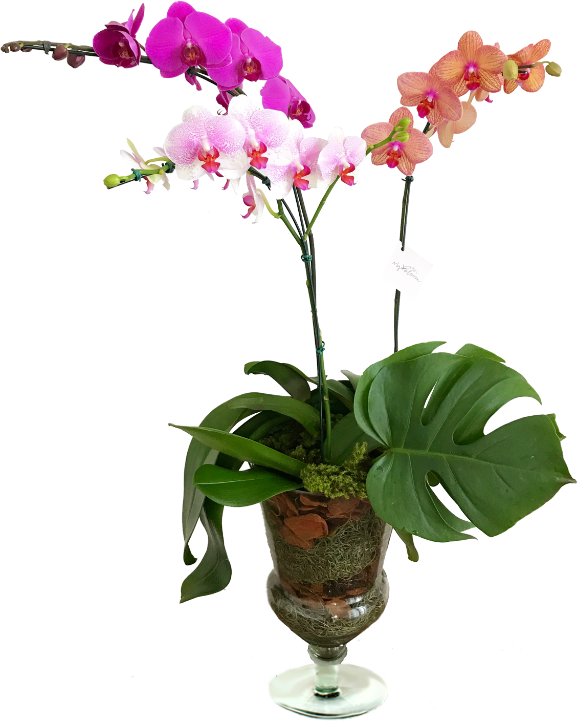 Orquídeas Vaso De Vidro - Orchids (1235x1500), Png Download