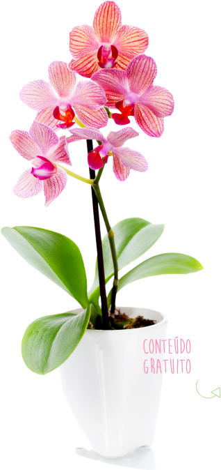 Orquídea Abc Das Orquídeas - Window Decal: Orchid Window, 70x25cm. Window Decal (318x674), Png Download