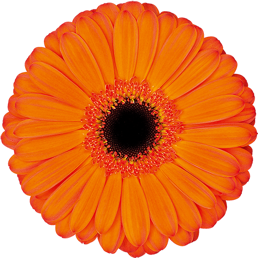 Florist Holland - Barberton Daisy (600x600), Png Download