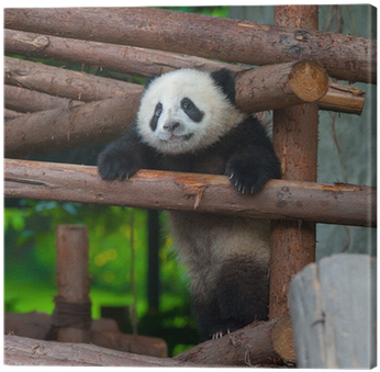 Giant Panda Trying To Climb Over A Wooden Pole Canvas - Giant Panda (400x400), Png Download