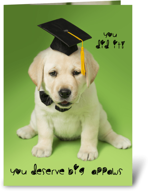 Big Appaws Graduation Dog Greeting Card - Stickers Citation All You Need Is Love (700x792), Png Download