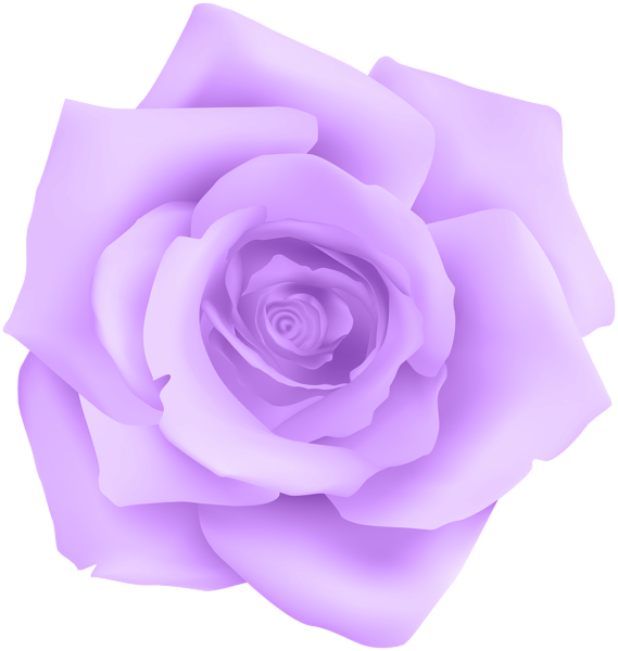 Rose Purple Transparent (569x600), Png Download