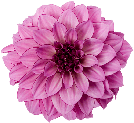 Dahlia Purple - Pink Dahlia Flower Png (600x600), Png Download