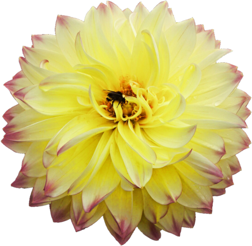 Dahlia Png Picture - Dahlia Png (902x885), Png Download