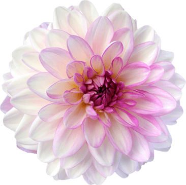 News, Nieuws - Dahlia Png (366x365), Png Download