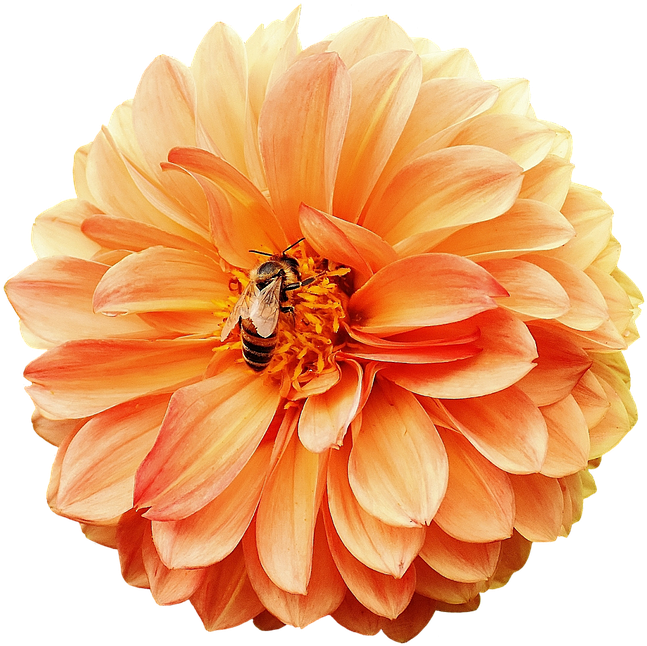 Dahlia, Dahlias, Bees, Autumn, Asteraceae - Георгины Пнг (876x720), Png Download