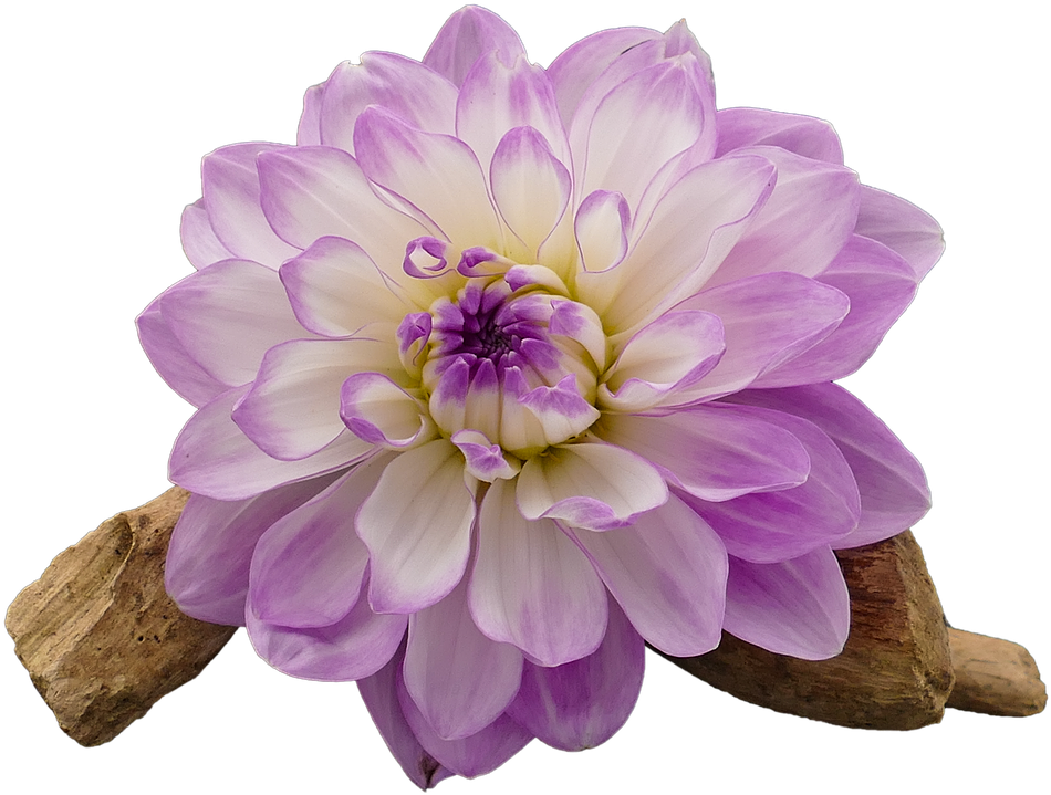 Dahlia Dahlia Flower White - Transparent Flower White And Purple Png (1280x853), Png Download