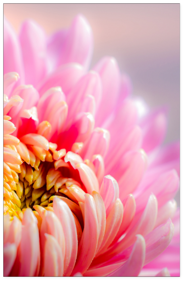 For The Love Of Dahlia - Giclee Print: Chrysanthenum Pink By Lebens Art : 36x48in (1024x1024), Png Download