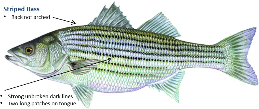 Striped Bass - Oklahoma Fish (950x417), Png Download