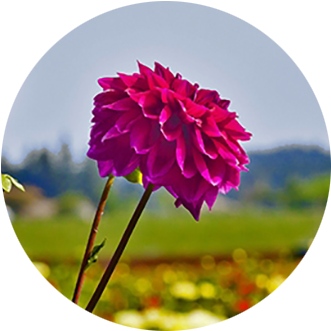 Two Magenta Dahlia Blooms At Swan Island Dahlias In - Swan Island Dahlias (400x400), Png Download