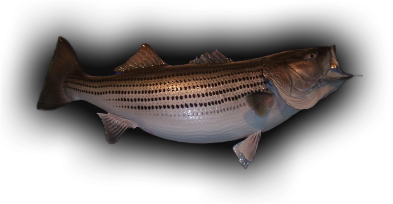 58 Lb Striped Bass Skin Mount - Striper Bass (800x413), Png Download