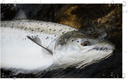 Salmon Fishing - Brown Trout (445x290), Png Download