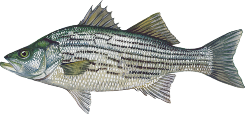 Species Info - Hybrid Striped Bass (800x373), Png Download