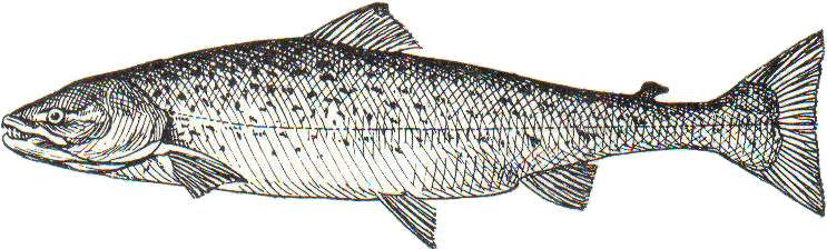 Lachs - Computer File (743x224), Png Download