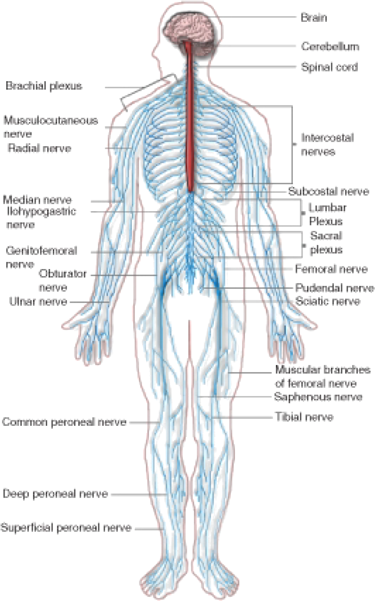 The Peripheral Nervous System - Fall Down Nine Times, Get Up Ten (772x1232), Png Download
