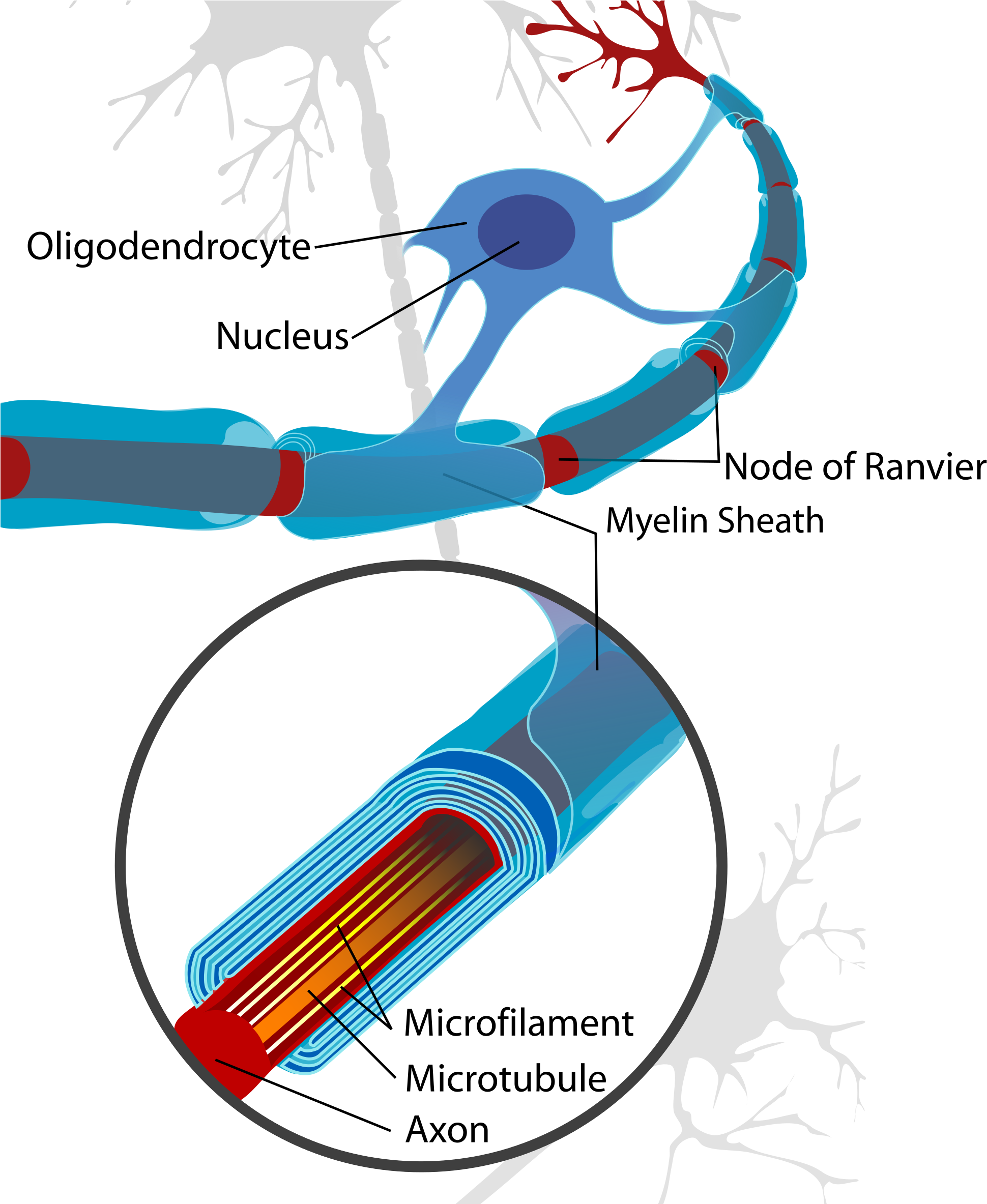 Wikimedia Foundation - Oligodendrocyte Myelination (2000x2366), Png Download
