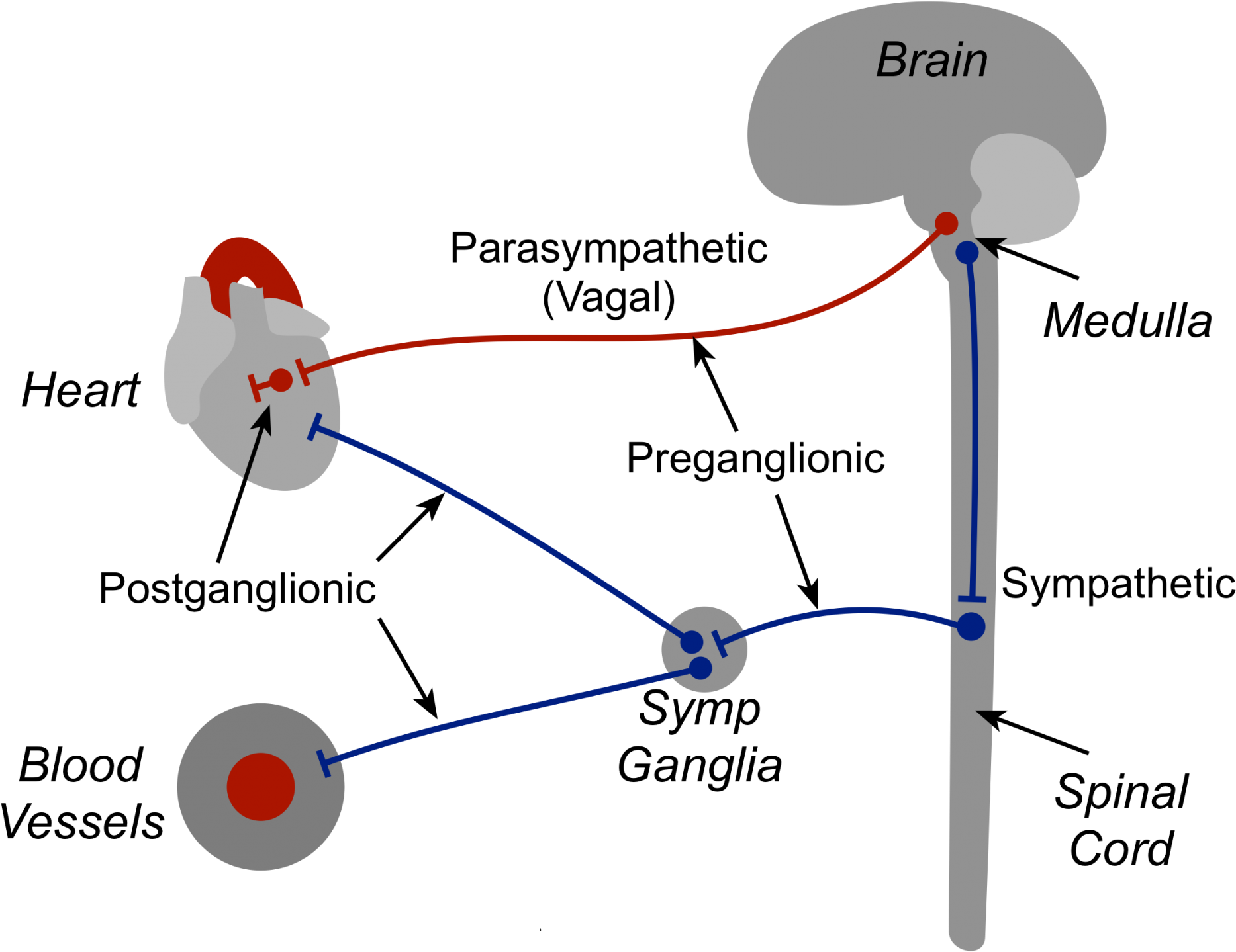 Autonomic Nerves - Parasympathetic Heart (1920x1460), Png Download
