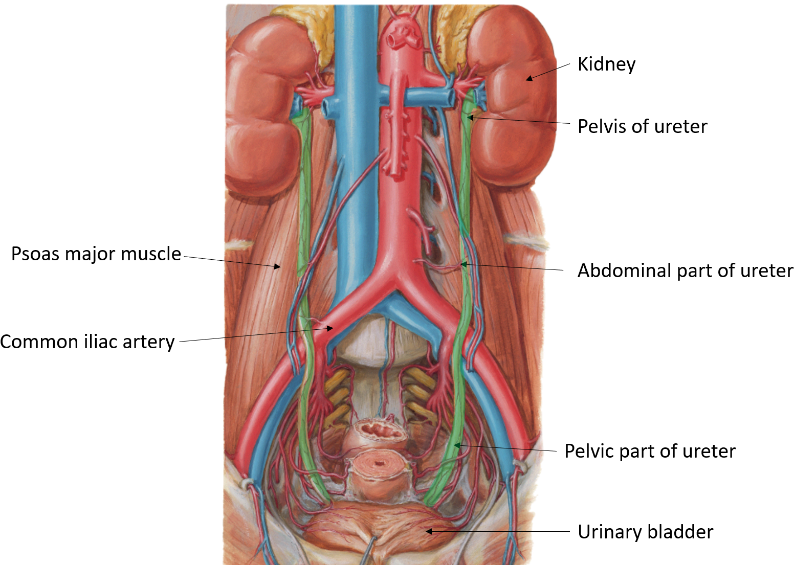 Ureter Parts Course Blood Supply And Applied Aspects - Abdominal Ureter And Pelvic Ureter (1616x1104), Png Download