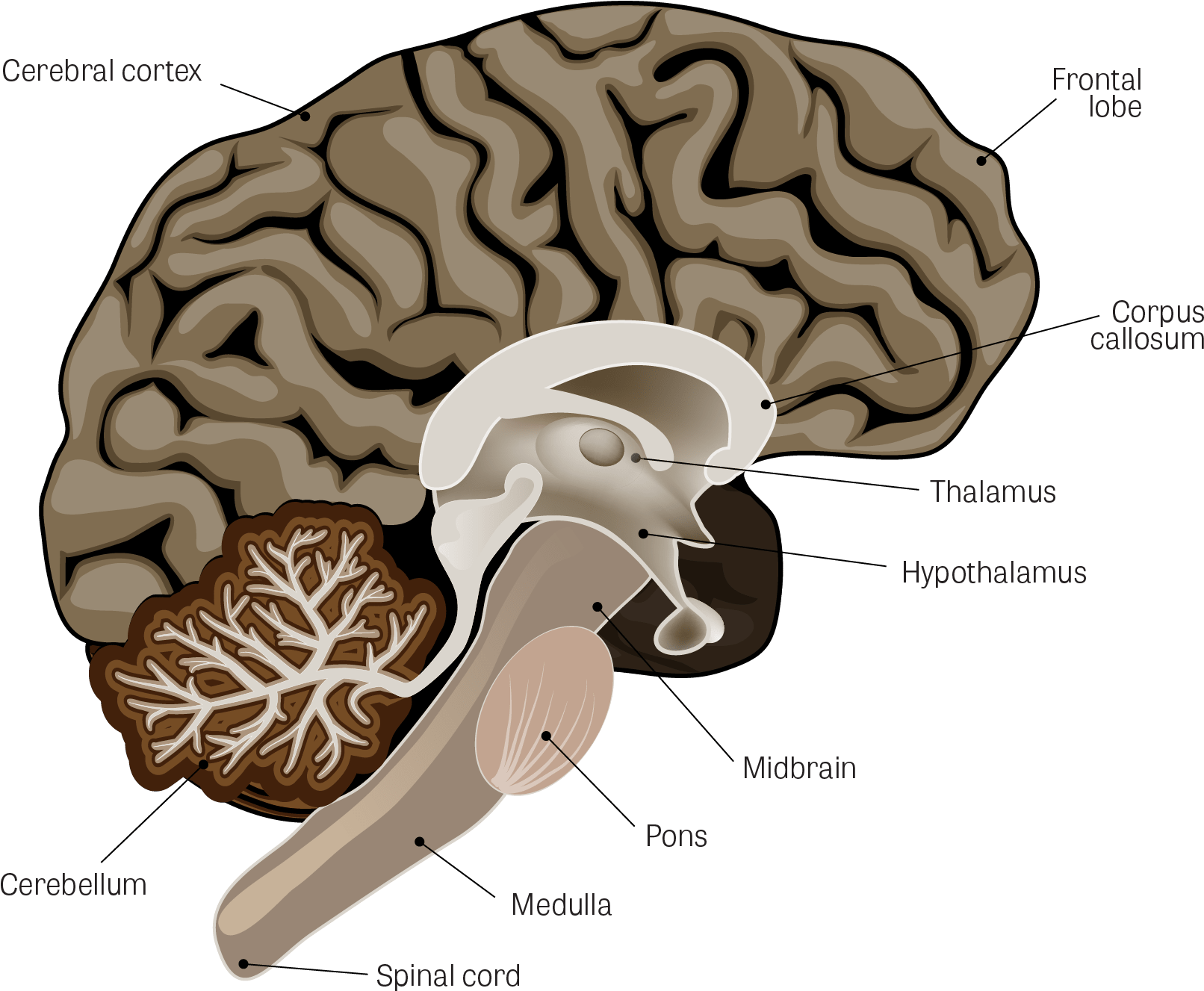 Illustration Of The Human Brain, With The Following - Neuroscience Of Mind Empowerment: Epigenetics, Neuroplasticity, (1804x1454), Png Download