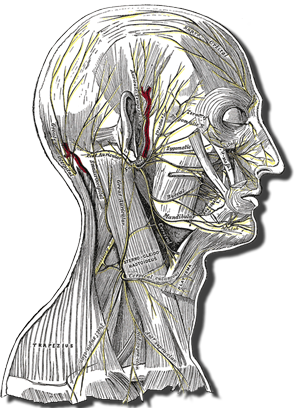Head And Neck Anatomy Showing Superficial Nerves - Epilpesy And The Epileptic (300x408), Png Download