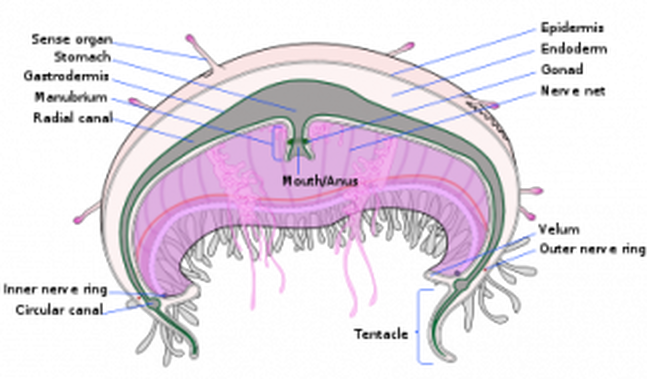 Jellyfish Cross Section (647x379), Png Download